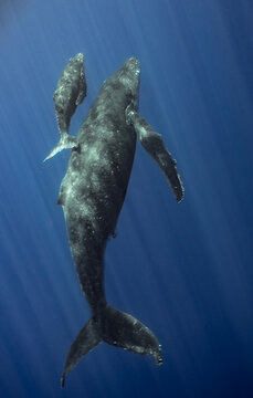 Mother and Calf Humpback Whales