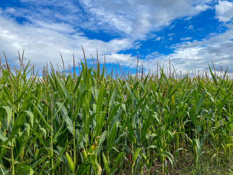 Maisfeld vor strahlend blauem Himmel in der Wachstumsphase