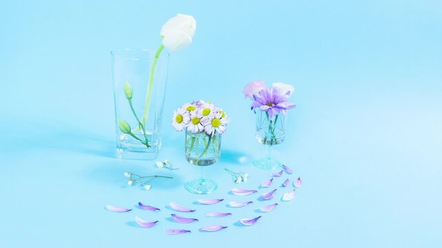 Delicate fresh natural flowers, tulips, daisies in glasses. Creative concept of spring arrival. Blue background. Greeting card for Mother's, Women's Day. Looping elements.