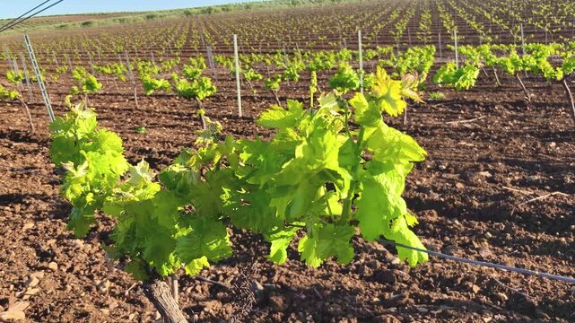 Vi&ntilde;edo en flor de uva