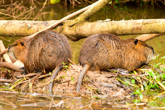 casal de rat&otilde;es do banhado