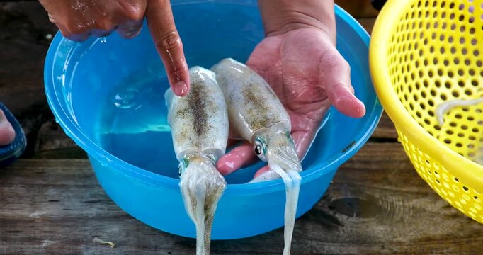 Squid cleaning and preparation by hand with ink release washing in blue basin and draining in yellow colander showing traditional Asian seafood process