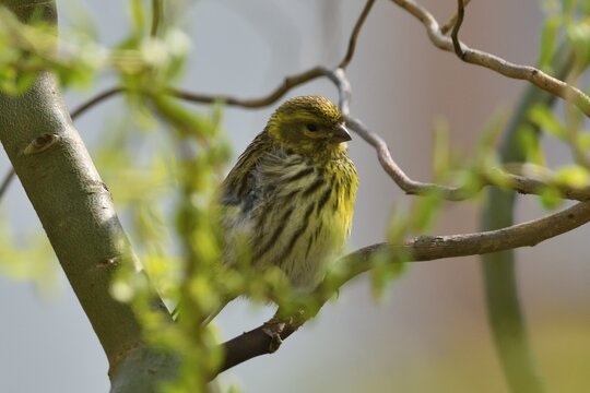 European Serin (Serinus serinus) in natural habitat, wildlife bird photograph