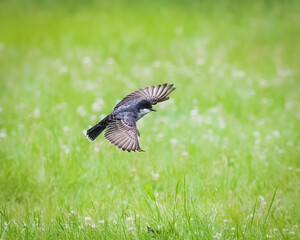 Obraz premium Eastern Phoebe in flight above a green meadow, wings spread while hunting insects. A small flycatcher captured in natural light with soft spring grass background and shallow depth of field.