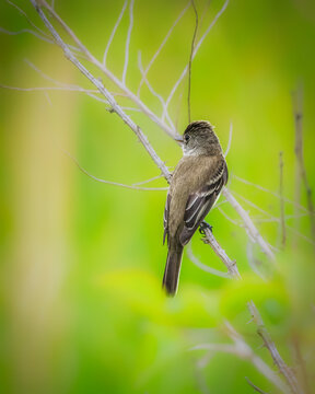 Small crested flycatcher perched on a thorny branch with soft green background, natural wildlife scene captured in lush foliage, highlighting delicate feathers and calm woodland atmosphere.
