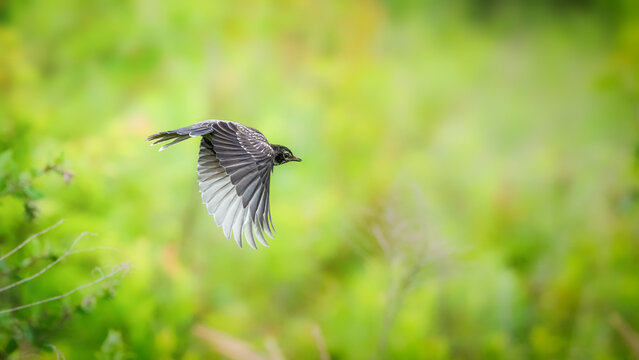 European Starling in flight with wings spread over a soft green background. Small dark songbird captured midair in natural light with smooth bokeh and vibrant spring colors.