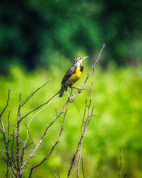 Eastern Meadowlark perched on dry branches with bright yellow chest against a soft green meadow background. Wild North American songbird in natural grassland habitat with beautiful bokeh.