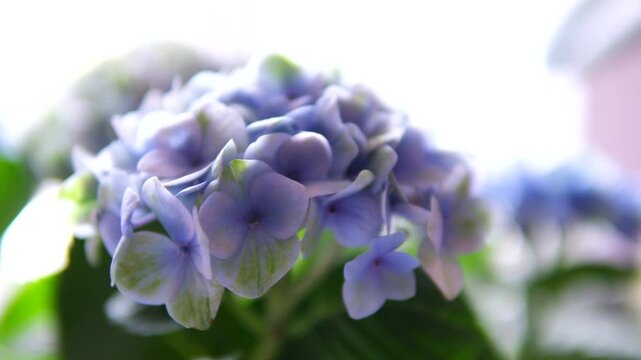 Hydrangea Blooming Blue Red and Purple Colors