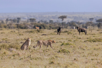 Spotted © George Erwin Turner