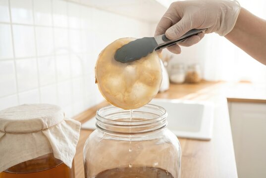 Gloved hand using silicone tongs to hold a scoby culture over a glass jar of kombucha