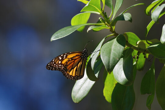 One Monarch butterfly perched on a branch at the Monarch Butterfly Grove in Pismo Beach, California.
