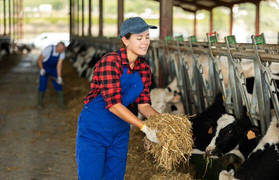 Positive girl takes armful of straw from pile with hands and gives it to cows. She feeds adult animals in cowshed.