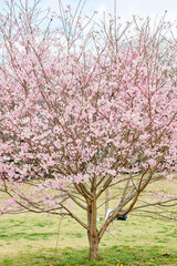 Naklejka premium 昭和記念公園の桜