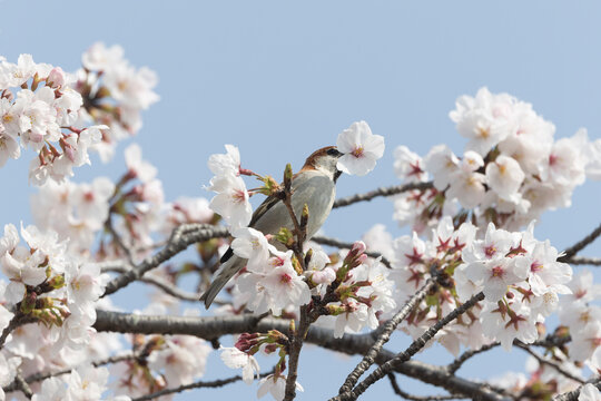 桜の花を咥えるニュウナイスズメ