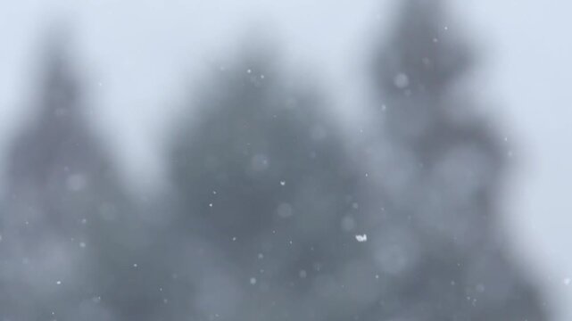 雪と木々