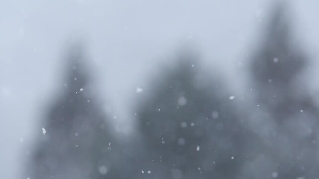 雪と木々