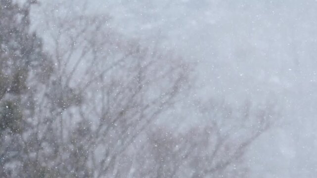 雪と木々