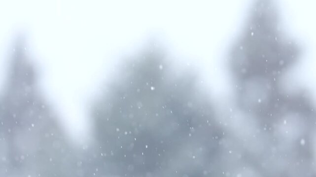 雪と木々