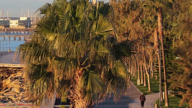 Aerial drone view of palm trees along Limassol seafront promenade with people walking along