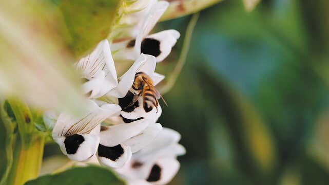 slow motion 4k footage of honey Bee picking up pollen fava bean flower in the garden. Bee on cumin flowers