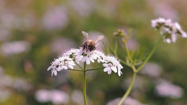 slow motion 4k footage of honey Bee picking up pollen caraway flower in the garden. Bee on cumin flowers