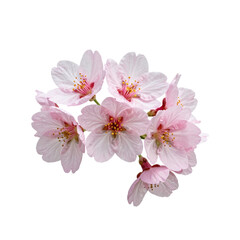 Naklejka premium Gentle elegance of cherry blossoms in full bloom against a white background