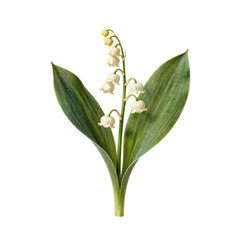 Fototapeta premium Delicate lily of the valley blossom on white background illustration