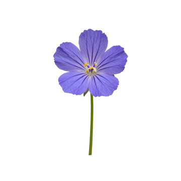 Single blossomed purple geranium flower on a black backdrop in a simple design
