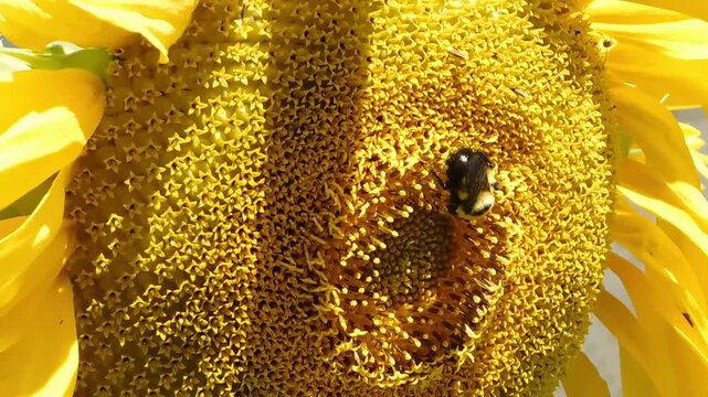 bee on sunflower