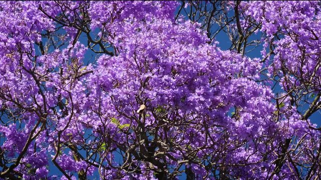 Jacaranda tree in full bloom with purple flowers in Belem, Lisbon, Portugal