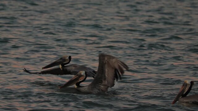 Single brown pelican diving into the sea at sunset in Mexico, striking moment of a seabird hunting fish with powerful splash, illuminated by golden hour light, vibrant coastal wildlife scene with