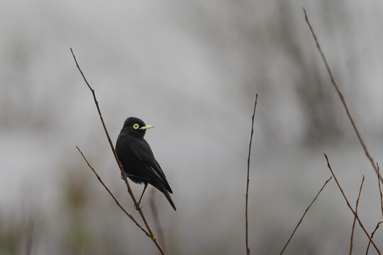 Spectacled tyrant profile perched on a twig