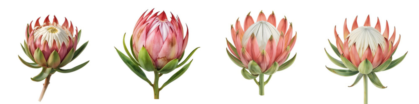 Collection of king protea flowers showcases the beauty of this unique and exotic flower