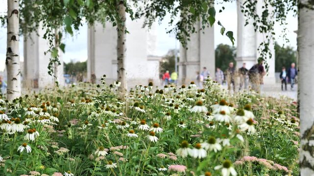White coneflowers blooming in urban park with people