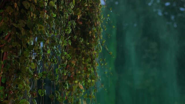 Lush green ivy leaves hanging, covered in raindrops with a dark tranquil background