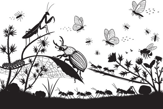 Black and white illustration depicting insects and plants in a garden