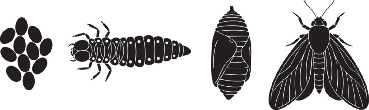 Dragonfly life cycle stages illustrated in a black and white graphic