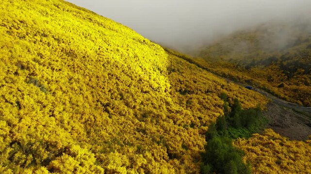 Aerial view of road among yellow Cytisus blooming shrubs near Pico do Arieiro, Portugal in clouds. Push in approach dolly move