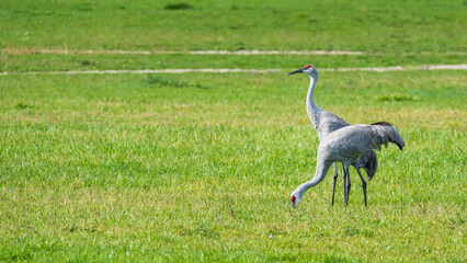 Fototapeta premium Eye-level landscape of two Sandhill cranes (Antigone canadensis) in an empty field, feeding and watching out