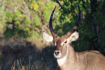 Fototapeta premium Wasserbock / Waterbuck / Kobus ellipsiprymnus