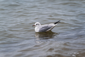 Fototapeta premium Black-headed gull swimming on water surface. Wild bird floating in river or sea wave. Concept of nature, marine life and wildlife photography in aquatic environment at summer time.