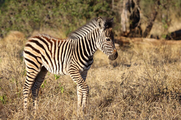 Obraz premium Steppenzebra / Burchell's zebra / Equus quagga burchellii