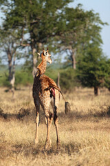 Naklejka premium Giraffe / Giraffe / Giraffa camelopardalis