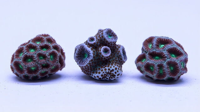 Colorful zoanthid coral frags isolated on white background