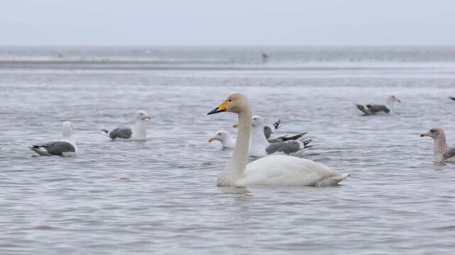 A whooper swan swims in the sea surrounded by seagulls.