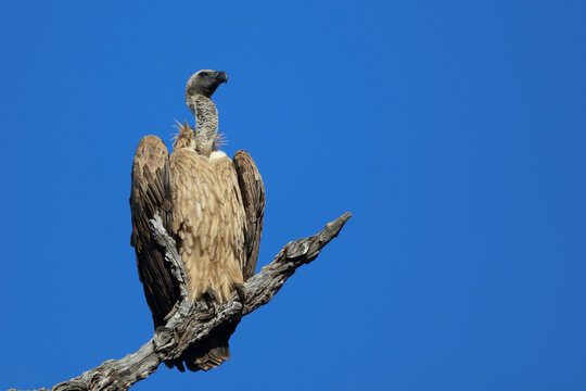 Wei&szlig;r&uuml;ckengeier / White-backed vulture / Gyps africanus