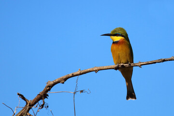 Obraz premium Zwergspint / Little bee-eater / Merops pusillus