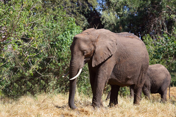 Obraz premium Afrikanischer Elefant / African elephant / Loxodonta africana