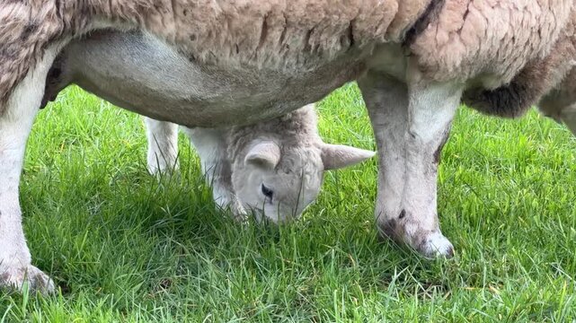 Lamb grazing under mother ewe close up