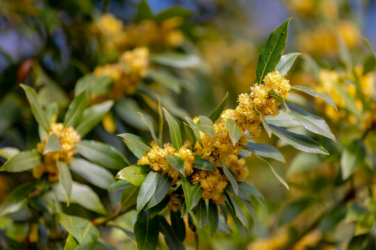 Selective focus of yellow flowers of Bay laurel, Laurus nobilis is an aromatic evergreen tree or large shrub with green, glabrous leaves, The flowering plant family Lauraceae, Nature floral background